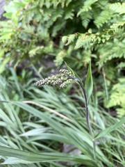 Stenanthium leimanthoides