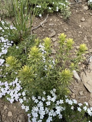 Castilleja glandulifera