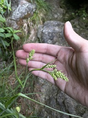 Stenanthium leimanthoides