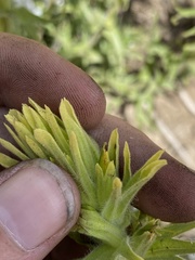 Castilleja glandulifera