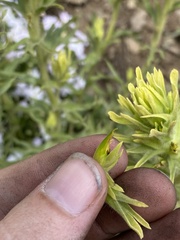 Castilleja glandulifera