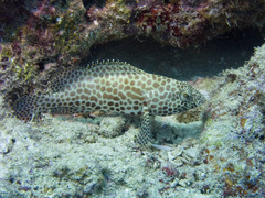 Honeycomb Grouper photo 3