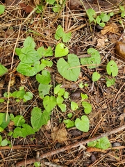 Viola selkirkii