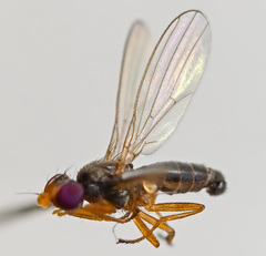 Anthomyza