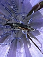 Cordylepherus viridis