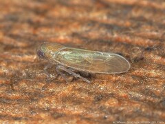 Pareuidella avicephaliforma