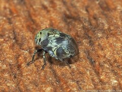 Clastoptera laevigata