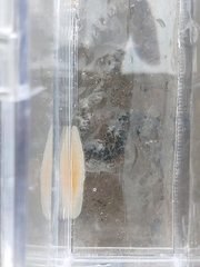 Acotylea