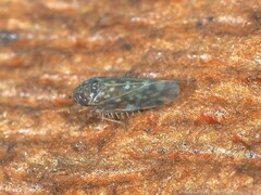 Xestocephalus superbus