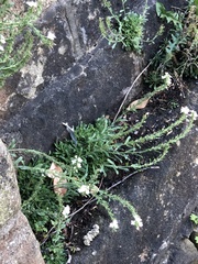 Arabis caucasica