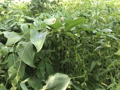 Polygonatum biflorum commutatum