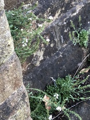 Arabis caucasica