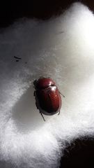 Phyllognathus dionysius