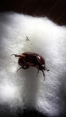 Phyllognathus dionysius