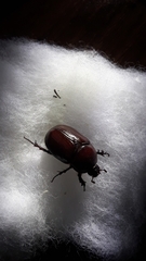 Phyllognathus dionysius