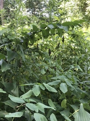 Polygonatum biflorum commutatum