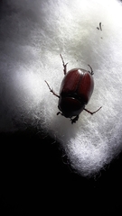 Phyllognathus dionysius