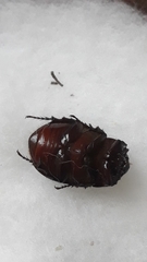 Phyllognathus dionysius