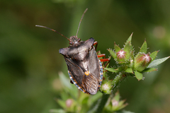 Pentatoma rufipes