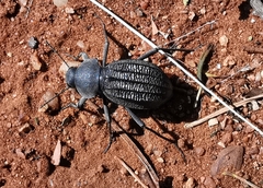 Somaticus