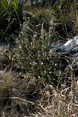 Athrixia phylicoides