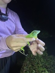 Anolis cuvieri