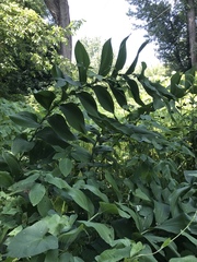 Polygonatum biflorum commutatum