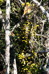 Bulbophyllum scaberulum
