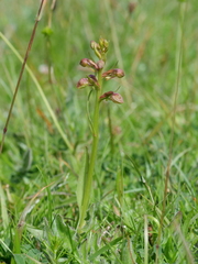 Dactylorhiza viridis