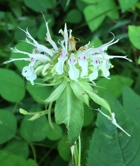 Monarda clinopodia