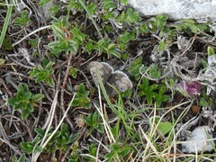 Metaxmeste phrygialis