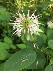 Monarda clinopodia