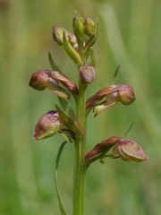 Dactylorhiza viridis