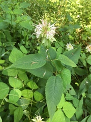 Monarda clinopodia
