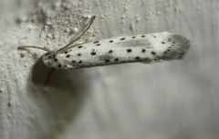 Yponomeuta irrorellus