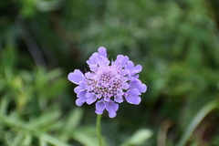 Scabiosa lucida