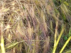 Hordeum geniculatum