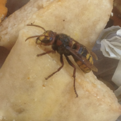 Vespa crabro