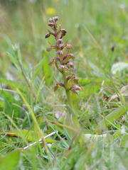 Dactylorhiza viridis