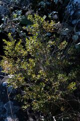 Cryptocarya wyliei