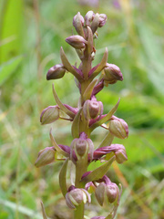 Dactylorhiza viridis
