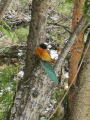 Phoenicurus phoenicurus