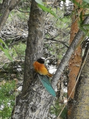 Phoenicurus phoenicurus