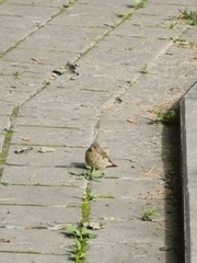 Phoenicurus phoenicurus