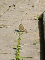 Phoenicurus phoenicurus