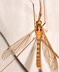 Nephrotoma virescens