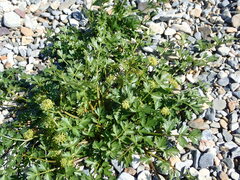 Lithosciadium multicaule