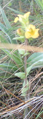 Alectra sessiliflora sessiliflora