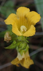 Alectra sessiliflora sessiliflora
