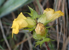 Alectra sessiliflora sessiliflora